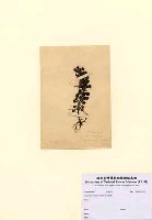 藏品(Turbinaria ornata (Turner) J. Agardh)的圖片